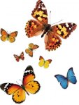 Contras Picture Tattoo Animals-Butterfly Tattoong